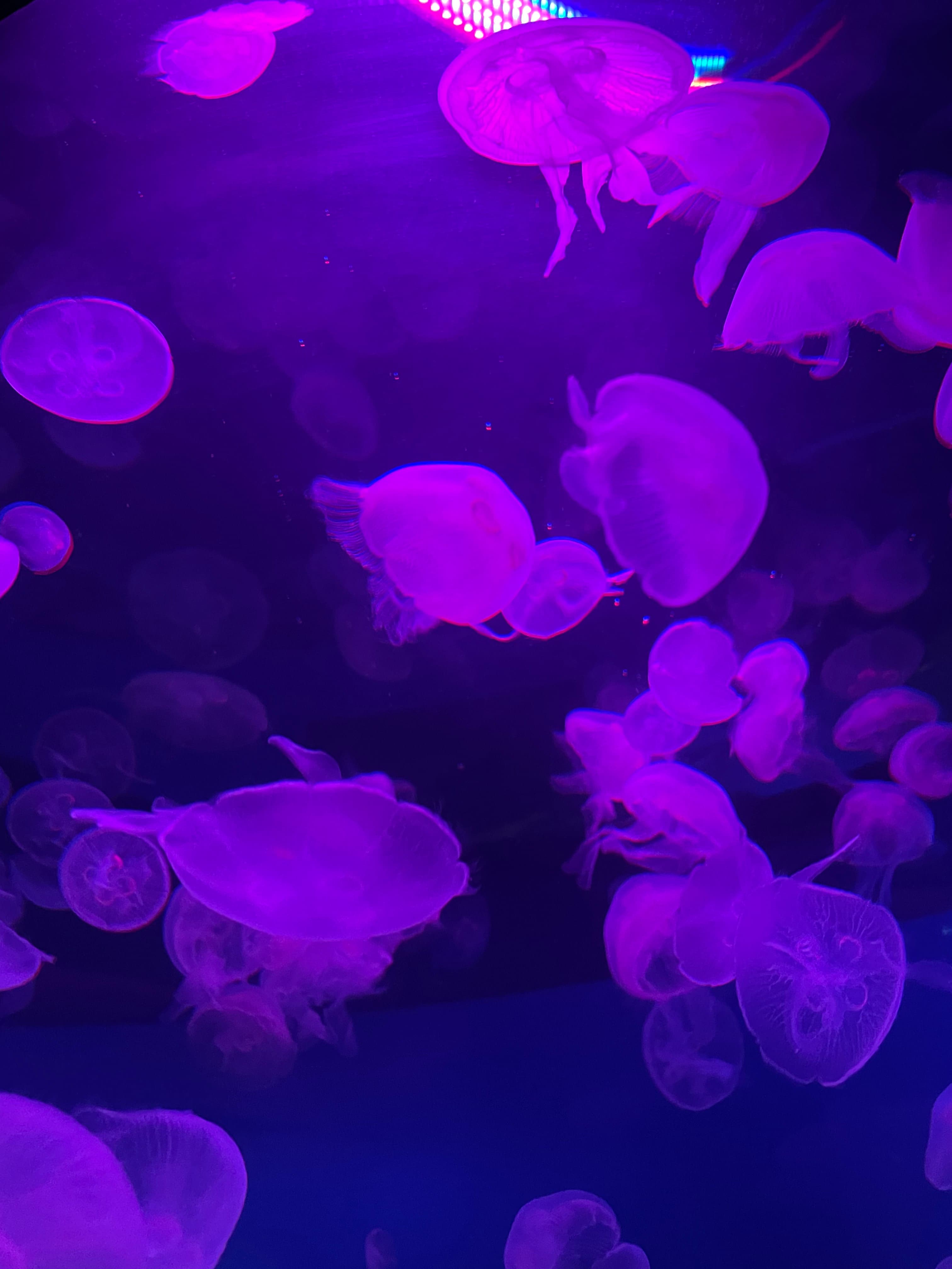 Jellyfish